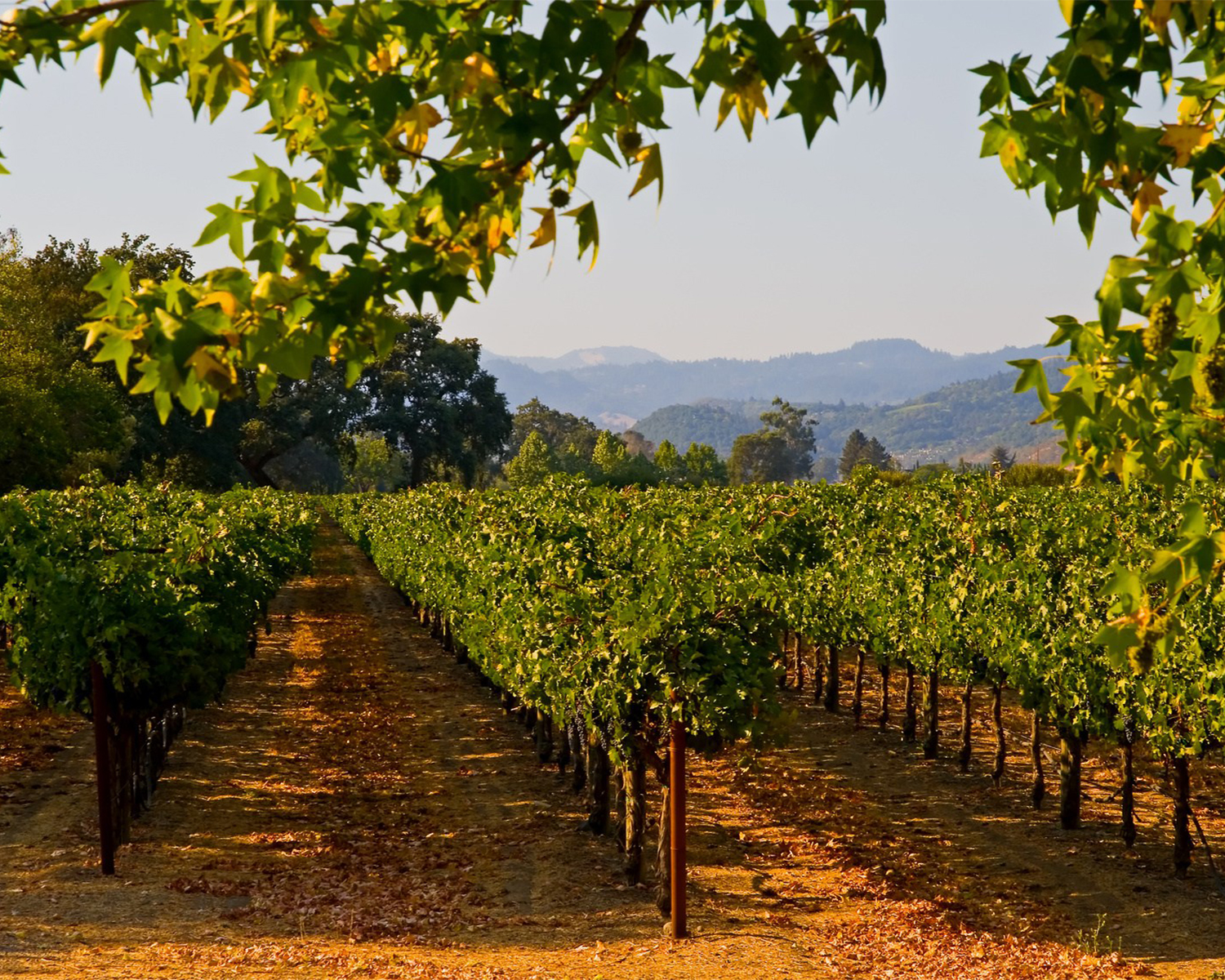 Three Night Sonoma Wine Tour Experience